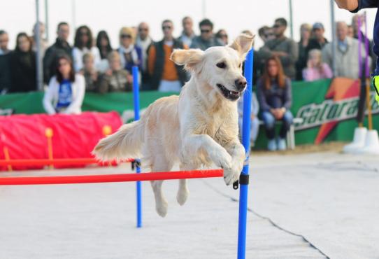 Sport & Kultur vierbeinigen: 7. SITZUNG AM DOG Sandstrand